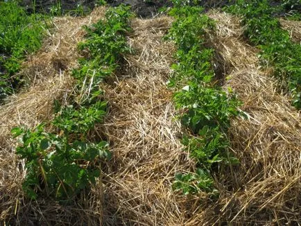 Weed a kertben a modern - bashagroplast