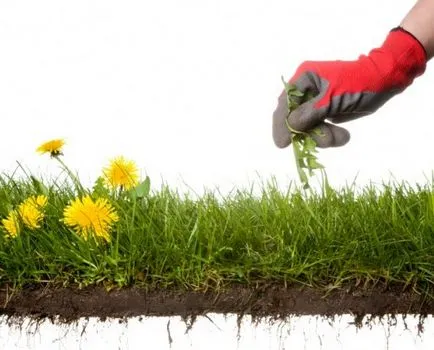 Weed a kertben a modern - bashagroplast