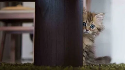 Mi félnek a macskák és macskák a leginkább