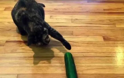 Mi félnek a macskák és macskák a leginkább