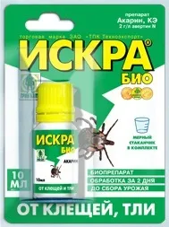 A folyamat paradicsom levéltetvek