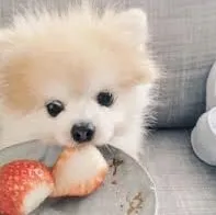 Mi a takarmány egy pomerániai spicc étrendjében kölykök és felnőtt kutyák (Pomerániai) Mi a takarmány egy pomerániai spicc étrendjében kölykök és felnőtt kutyák