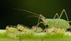 A feldolgozó üzemek levéltetvek -, hogyan lehet megszabadulni a (gyógyszerek és népi jogorvoslati)