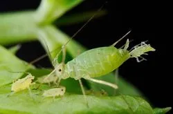 A feldolgozó üzemek levéltetvek -, hogyan lehet megszabadulni a (gyógyszerek és népi jogorvoslati)