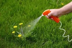 A feldolgozó üzemek levéltetvek -, hogyan lehet megszabadulni a (gyógyszerek és népi jogorvoslati)
