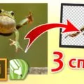Négyutas vágni a tárgy photoshop (vágott tárgy képek) Négyutas vágni a tárgy photoshop