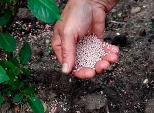 A megtermékenyített hortenzia tavasszal és ősszel ajánlások, video utasítás (megtermékenyítő) A megtermékenyített hortenzia tavasszal és ősszel ajánlások, video utasítást
