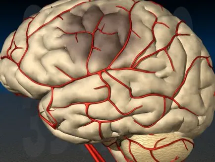 Cipő cerebrovascularis népi jogorvoslati (hajók) Cipő cerebrovaszkuláris népi jogorvoslati