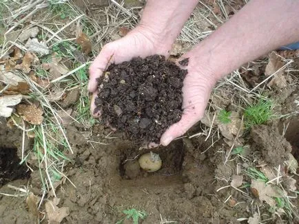 A szennyeződés burgonyát ültetés a lyukba (szennyezettség burgonya ültetés) A szennyeződések burgonya ültetése a lyukba