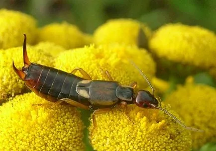 Hogy evés lábaspotrohúak (earwigs)