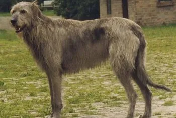 A legnagyobb kutyafajták A legnagyobb kutyafajták