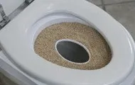 Citikitty - helyezze hozzászoktatni a macskát a WC 600 rubelt