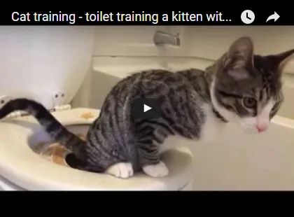 Citikitty - helyezze hozzászoktatni a macskát a WC 600 rubelt