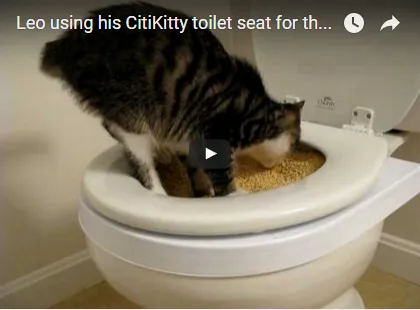 Citikitty - helyezze hozzászoktatni a macskát a WC 600 rubelt