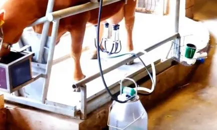 Tartalom szarvasmarha, farm a tehenek a kezüket