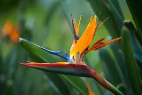 Virág Strelitzia (45 fotó) típusú otthoni gondozást, a termesztés egy madár a paradicsom magokat (Strelitzia) Virág Strelitzia (45 fotó) típusú otthoni gondozást, a termesztés egy paradicsommadár magvak
