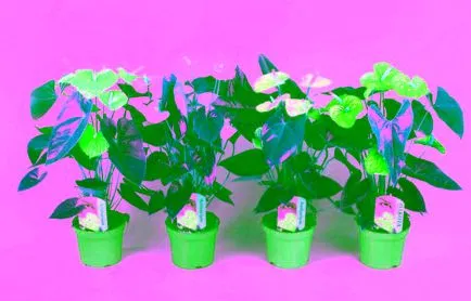 Flower női boldogság legenda, a gondozás és fotó (legenda) Flower női boldogság legenda, a gondozás és fotó
