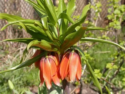Fritillaria imperialis virág ültetés és gondozás (telepítési) Fritillaria imperialis virág ültetés és gondozás