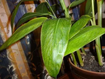 Virág Strelitzia (45 fotó) típusú otthoni gondozást, a termesztés egy madár a paradicsom magokat (otthon) Virág Strelitzia (45 fotó) típusú otthoni gondozást, a termesztés egy paradicsommadár magvak