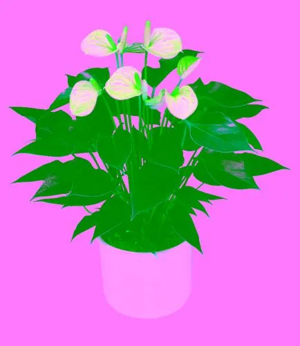 Flower női boldogság legenda, a gondozás és fotó (boldogság) Flower női boldogság legenda, a gondozás és fotó