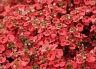 Diascia a kertben, mint a hosszú és szép virágzó egynyári növény leírása, ültetési szabályok