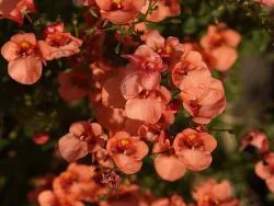 Diascia - növekvő magról