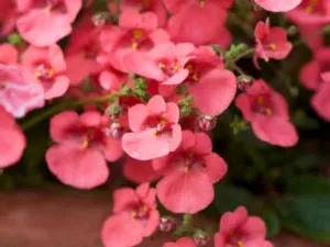 Diascia ültetés és gondozás a nyílt terepen magok szorzás