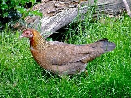 Wild csirke, állat enciklopédia