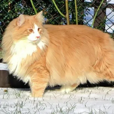 Hosszúszőrű macskák tenyészteni nevét, leírását, 33 fényképek, videók