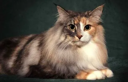 Longhair szül nevek fotókat és leírást, ellátás