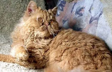 Longhair szül nevek fotókat és leírást, ellátás