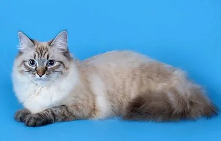Longhair szül nevek fotókat és leírást, ellátás