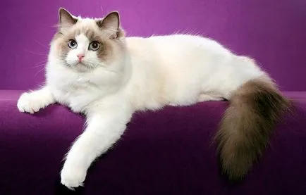 Longhair szül nevek fotókat és leírást, ellátás