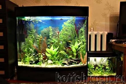 akvárium saját kezűleg kialakítás - 40 különböző változatai (akvárium) akvárium saját kezűleg kialakítás - 40 különböző lehetőségek