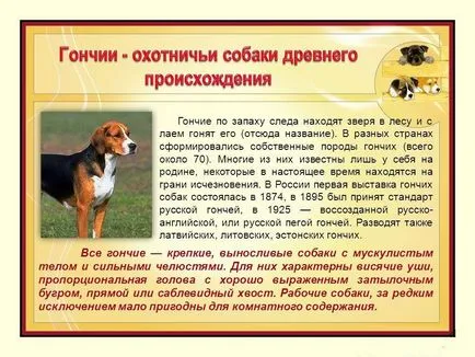 Akik számára alkalmas fajta orosz kopó (valaki) Akik számára alkalmas fajta orosz kopó