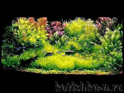 akvárium saját kezűleg kialakítás - 40 különböző változatait (saját) akvárium saját kezűleg kialakítás - 40 különböző lehetőségek