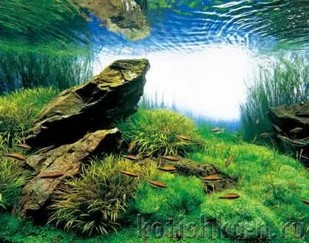 akvárium saját kezűleg kialakítás - 40 különböző változatai (akvárium tervezés) akvárium saját kezűleg kialakítás - 40 különböző lehetőségek