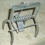 Hatékony csapdák mol - szakértői vélemény