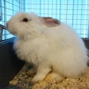 Ház dekoratív nyúl saját kezűleg