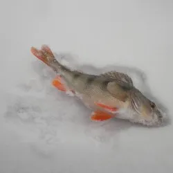 Extractor halászó, és hogyan kell használni
