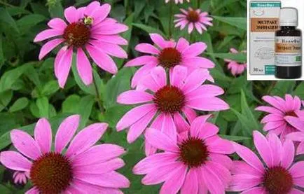 Echinacea kivonat használati utasítás