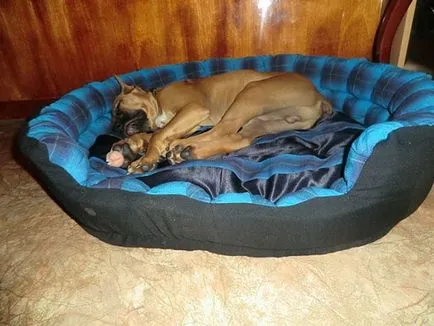 House egy kutya a saját kezével - egy kutya a házban