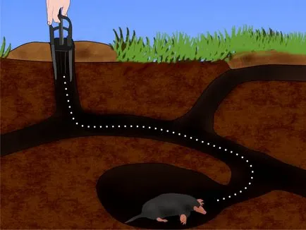 Hatékony csapdák mol - szakértői vélemény