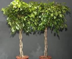 Ficus benjamina kialakulását szár és a korona otthon, fotó, videó (trunk) Ficus benjamina kialakulását szár és a korona otthon, fotó, videó