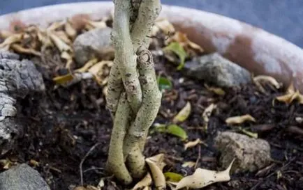 Ficus benjamina kialakulását szár és a korona otthon, fotó, videó (trunk) Ficus benjamina kialakulását szár és a korona otthon, fotó, videó