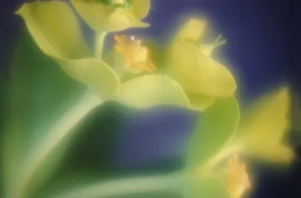Fejlődési szakaszban az a transzcendentális meditáció - egy kép a világ (meditáció) Fejlődési szakaszban az a transzcendentális meditáció - egy kép a világ