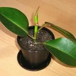 Formation korona Ficus benjamina vágás, és a feltöltés otthon (képződés) A továbbiakban egy korona Ficus benjamina vágást és feltöltési otthon