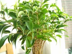 Formation ficus - mint egy zsinór ficus hogyan növekszik ficus-il Bush ficus-shtamb