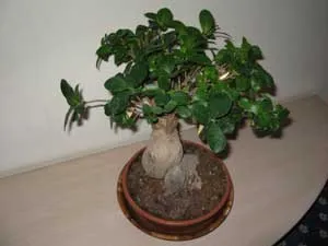Formation ficus - mint egy zsinór ficus hogyan növekszik ficus-il Bush ficus-shtamb