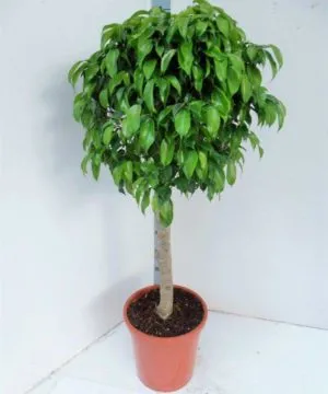 A továbbiakban egy korona Ficus benjamina vágást és feltöltési otthon (ficus) A továbbiakban egy korona Ficus benjamina vágást és feltöltési otthon